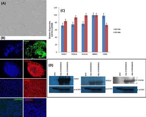 Characterization of Definitive Endoderm differentiation. (A)... | Download Scientific Diagram