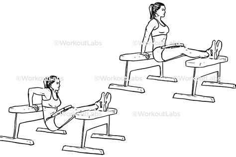 Weighted Bench Dips – WorkoutLabs Exercise Guide