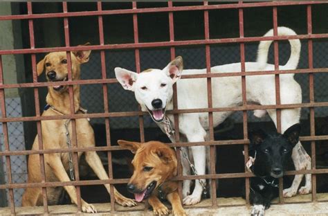 How to Help Homeless Animals When You Can’t Adopt