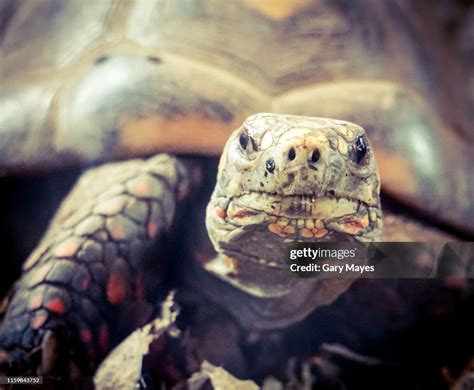 Tortoise Face High-Res Stock Photo - Getty Images