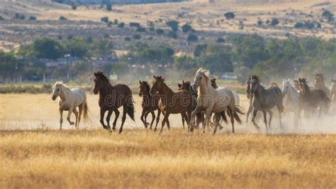 9,825 Wild Horses Running Stock Photos - Free & Royalty-Free Stock Photos from Dreamstime