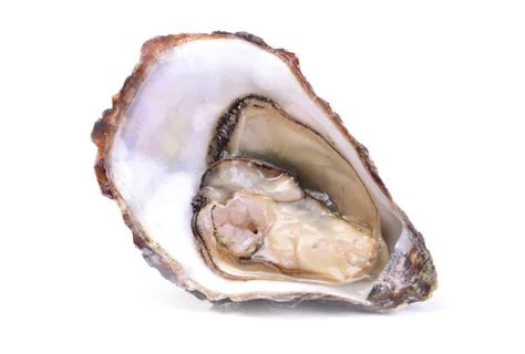 Oyster Animal Facts | Ostreidae | AZ Animals