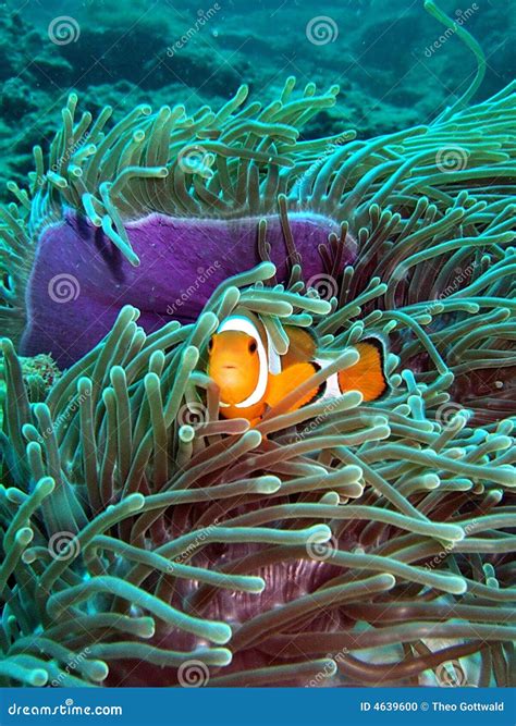 Clown Fish In The Coral Reef Stock Photo - Image: 4639600