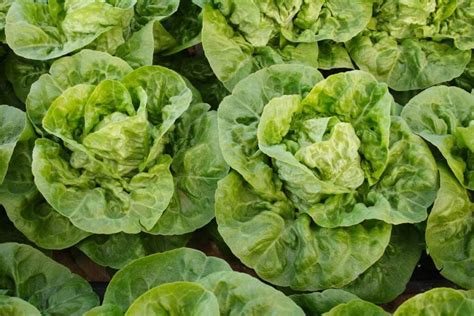 Little Gem Lettuce: How to Plant, Grow, and Enjoy This Delicious Leafy ...