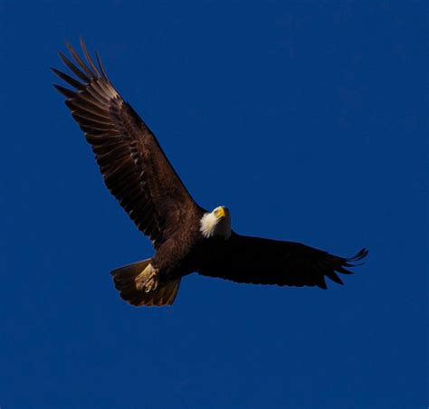 Bald Eagles at Jordan Lake trips - Bird Watching N.C.