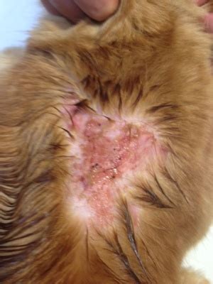 Flea allergy dermatitis - Cat