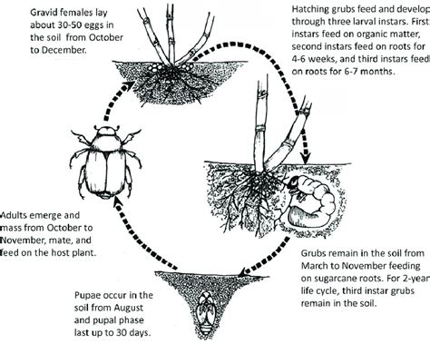 Typical life cycle of white grub in South African sugarcane. | Download Scientific Diagram