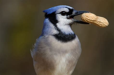 What Bird Seed Do Blue Jays Like at John Ingram blog