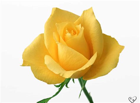 Yellow Rose, Awesome Yellow Rose, #8184