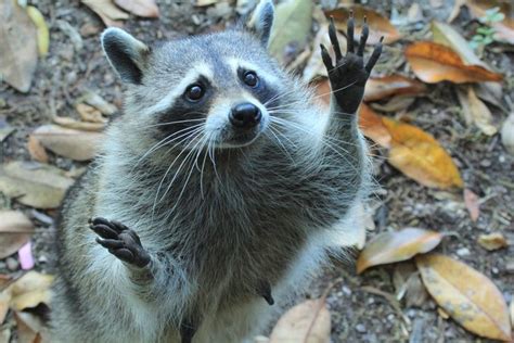 Raccoon hands, Raccoon, Animals