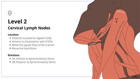 Cervical Lymph Nodes of the Neck: Drainage & Levels