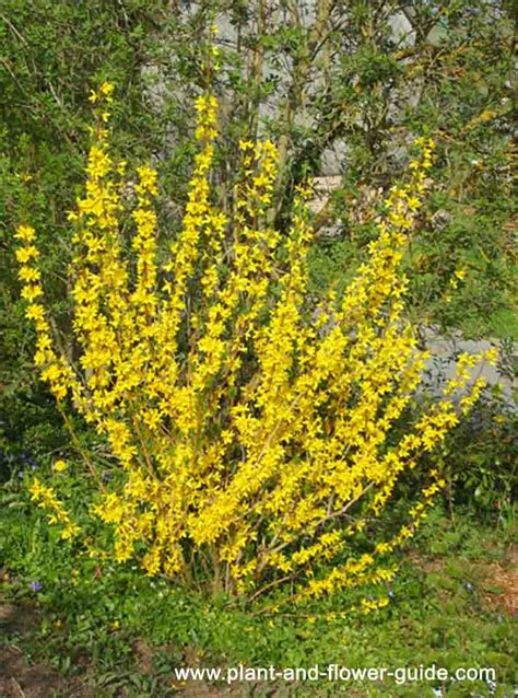 Forsythia Bush – Bright Yellow Spring Flowers!