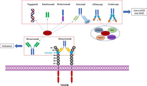 Frontiers | Recent advances of anti-angiogenic inhibitors targeting VEGF/VEGFR axis