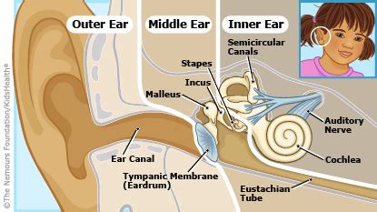 Ear Infections and Fluid in the Middle Ear Can Cause Speech Delays: Minimize Hearing Issues and ...