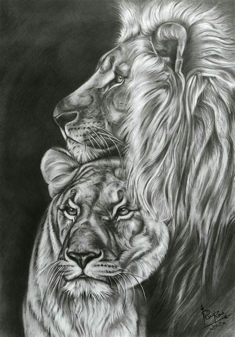 Charcoal Drawing of Lion couple by Artist Ravi Rao | Lion art tattoo, Lion and lioness tattoo ...