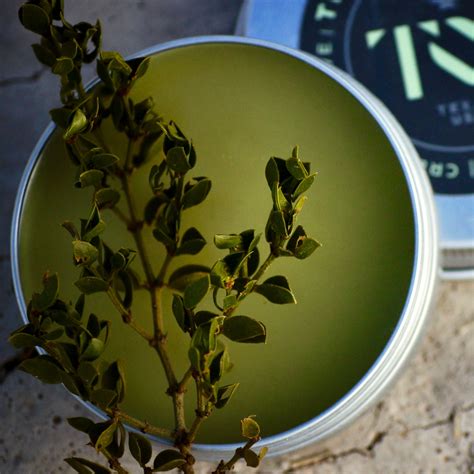 What Is Creosote Salve Good For? – Terlingua Rain