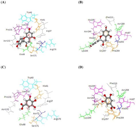 IJMS | Free Full-Text | Molecular Modeling of Peroxidase and Polyphenol Oxidase: Substrate ...