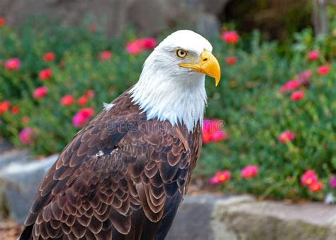 Bald Eagle at a Conservation Park Stock Photo - Image of american, beak ...