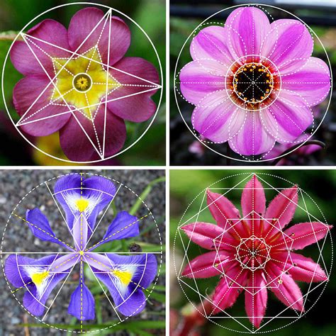 Sacred Geometry Flower