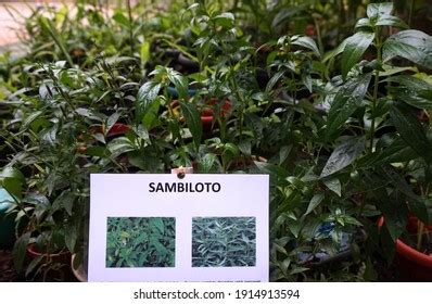 Sambiloto Type Plant Which Has Another Stock Photo 1914913594 | Shutterstock