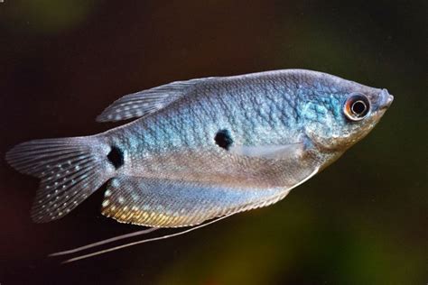 Blue Gourami Fish, 5 Year, Size: 2 Inch at Rs 8/piece in Kalady | ID: 2851512777312