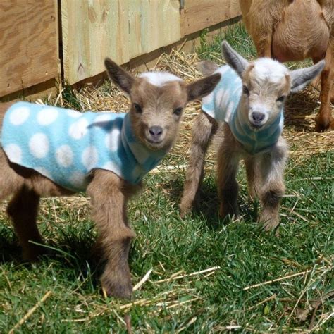 Invaluable and practical hands-on advice about mini goat breeds such as the pygmy goat and the ...