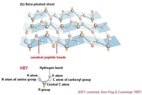 Beta Pleated Sheet Protein Structure