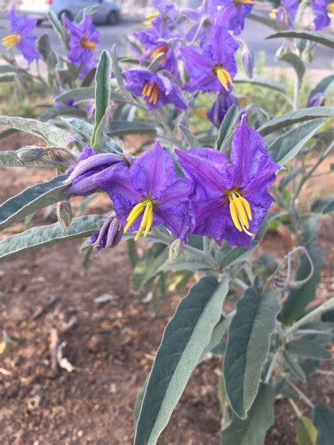 סולנום זיתני, Solanum elaeagnifolium, horsenettle