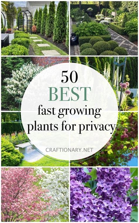 50 Fast growing plants for privacy to best screen backyards - Craftionary