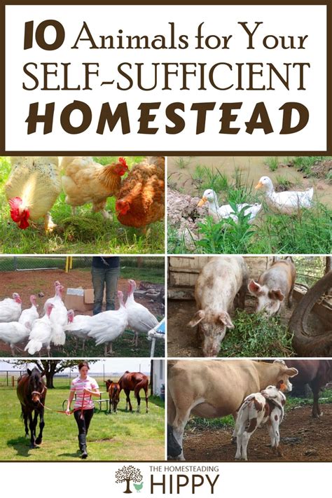 Top 10 Animals for Your Self-Sufficient Homestead