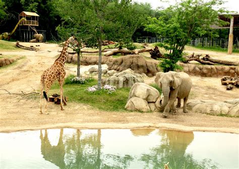 The Top 10 Dallas Zoo Tours & Tickets 2021 – Dallas