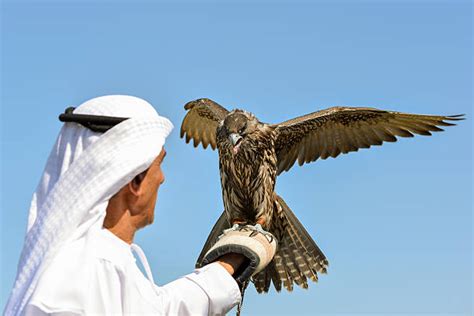 1,300+ Arabian Falcon Stock Photos, Pictures & Royalty-Free Images - iStock