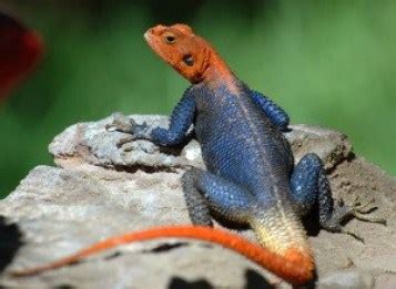 Facts About Agama Lizard - Nairaland / General - Nigeria