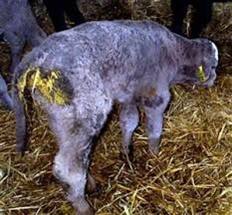 Scours in Calves Can Be Very Costly for Cattle Producers | N.C ...