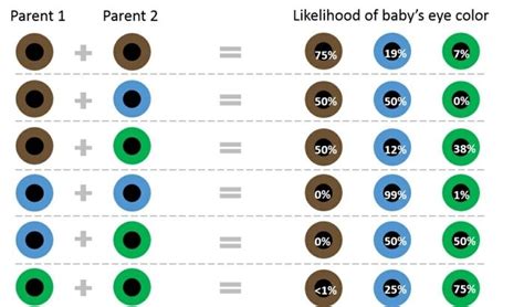 was bedeuten braune augen augenfarben kombinationen eltern und kinder was ist möglich ...