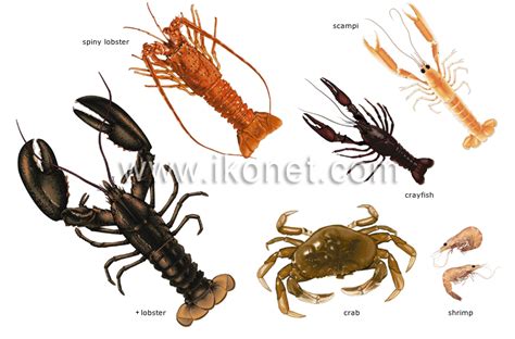 food and kitchen > food > crustaceans image - Visual Dictionary