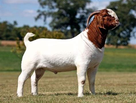 Goat breeds - Boer Goat | Boer goats, Goats, Goats for sale