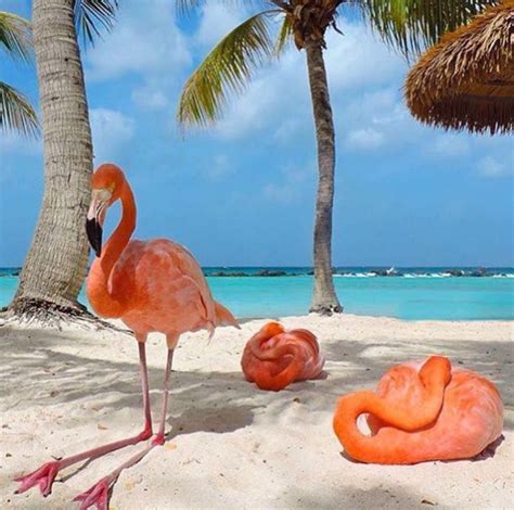 Pink Flamingo Beach in Aruba in the Caribbean • Luxe Fair