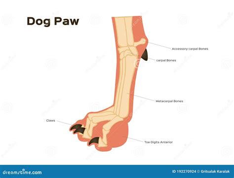 Dog Foot Paw And Leg Anatomy / Infographic Chart Vector | CartoonDealer.com #192270924