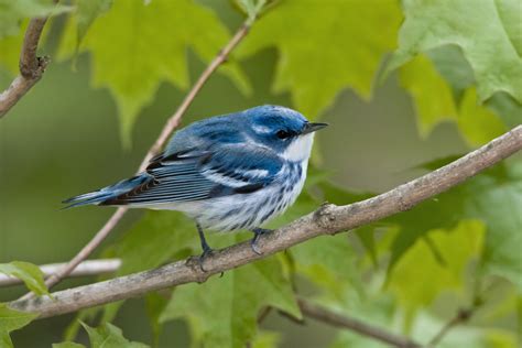 The sky-blue upperparts of the male Cerulean Warbler are difficult to ...