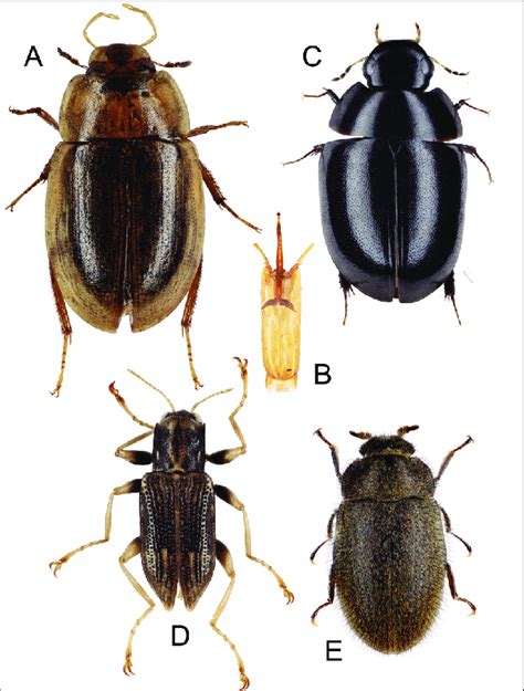 Aquatic Polyphaga collected during the fi eld survey: Hydrophilidae A)... | Download Scientific ...