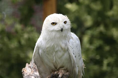 Species Spotlight - Snowy Owls - Birdland Park & Gardens