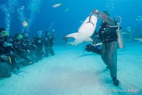Diving the Grand Bahamas|Underwater Photography Guide