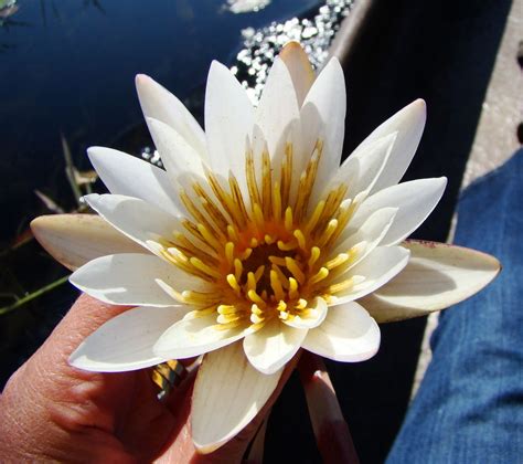 Macro Monday - Water Lilies at the Okavango Delta | Water lilies, Okavango delta, Lily