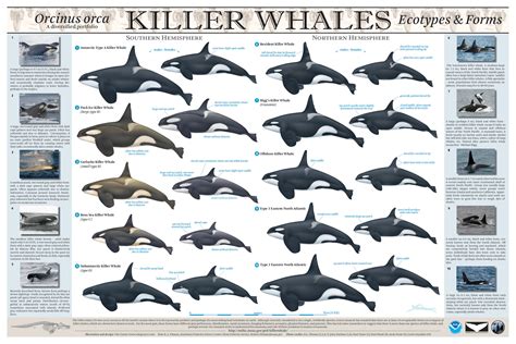 "Why are there so many different types of killer whales?" - Eagle Wing Tours