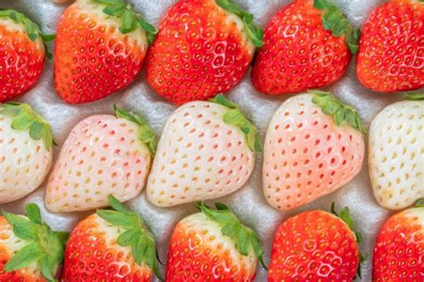 What are Japanese strawberries? A Quick Guide to Japanese Strawberries – Bokksu