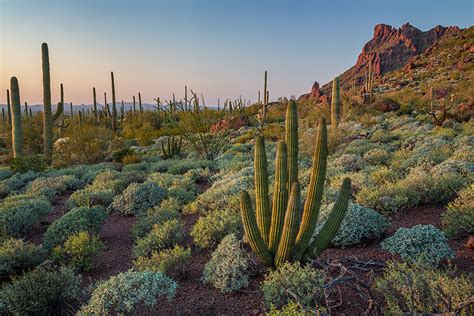 The Perfect Weekend in Organ Pipe Cactus National Monument | Arizona Highways