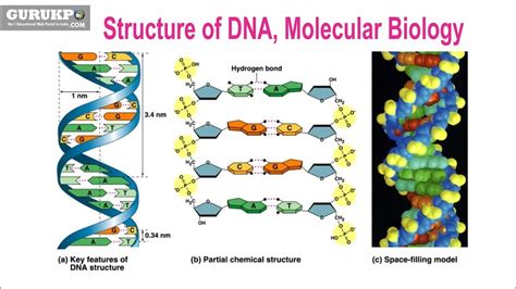 Molecular Structure Of Dna : DNA Structure and Replication - Burning Science - Each nucleotide ...