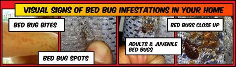 Top Signs You Have Bed Bugs | PestMax