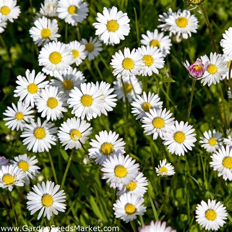 English Daisy, Lawn Daisy seeds - Bellis perennis - 1200 seeds – Garden Seeds Market | Free shipping